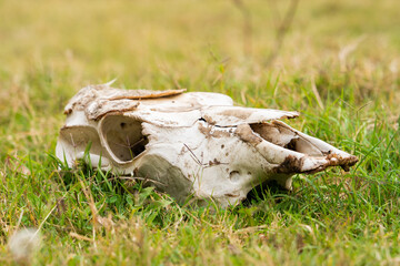 A weathered animal skull rests solemnly in overgrown grass, a silent relic of nature's cycle. Sun-bleached bones tell a story of wilderness and time's passage.