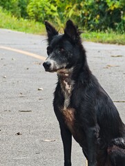 A cute Dog with a black and white coat is sitting for a portrait on the street