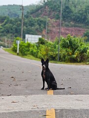A cute Dog with a black and white coat is sitting for a portrait on the street