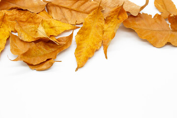 yellow autumn dry leaves collected at the top, close-up below them, space for creatives