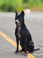 A cute Dog with a black and white coat is sitting for a portrait on the street