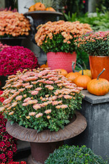 Mums flowers and pumpkins arranged for autumn harvest display outside