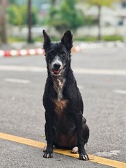 A cute Dog with a black and white coat is sitting for a portrait on the street