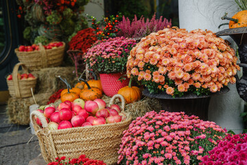 Autumn harvest display with pumpkins apples and chrysanthemums and heather flowers