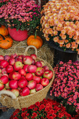 Abundant basket of red apples with pumpkins and vibrant chrysanthemum flowers