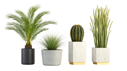 Indoor Plant Collection Featuring Palm Cactus and Grass in Modern Planters Isolated on Black Background