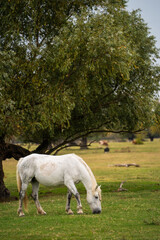 Obraz premium A majestic white wild horse grazing peacefully in an isolated natural pasture. A serene scene of pure beauty and freedom in untouched wilderness.