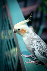 Cockatiel