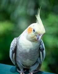 Cockatiel