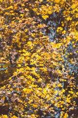 Autumn colors in a park, Fall colors 