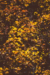 Autumn colors in a park, Fall colors 