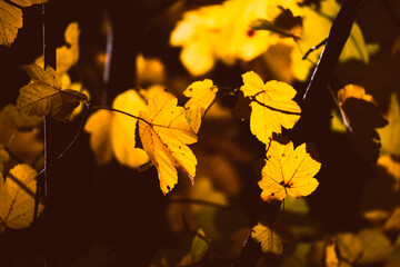 Autumn colors in a park, Fall colors 