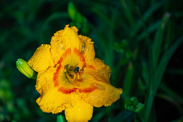 Yellow flowers