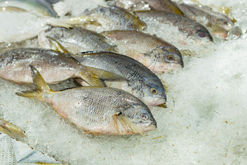 Fresh fish placed on ice and container, sold at a market in Jakarta