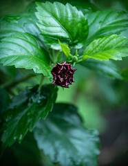 Red Flowers