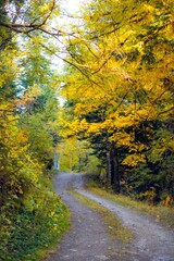 Fototapeta premium Autumn colors in a park, Fall colors 