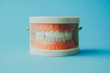 Model of human teeth with gums on a blue background, close up view, dental care concept.