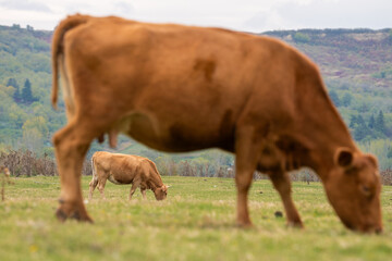 Close-up of a fluffy brown cow grazing on lush grass in a serene natural pasture. A peaceful scene of healthy cattle feeding in isolation.

