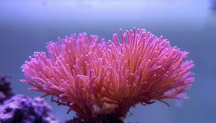 Radiant Bloom of CoralLike Structure Delicate Textures and Soft, Diffused Light.
