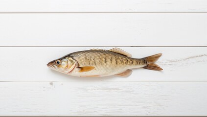 Naklejka premium Single Fish Still Life Wooden Texture Backdrop, Detailed Scales and Fins Art.