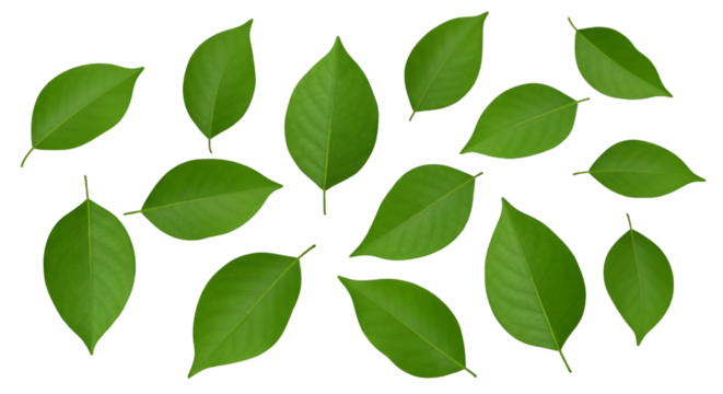 Collection of Green Leaves on Black Background