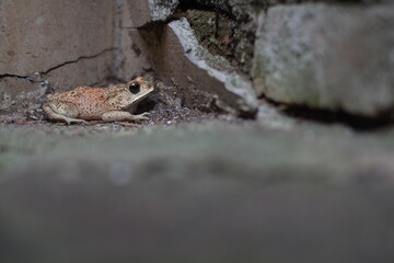 Southeast Asian spiny frog. This rough-skinned amphibian has the scientific name Bufo melanostictus.
