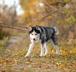 Obraz premium Walking with your favorite husky dogs in the park in autumn. Autumn walk in the park with your dog.