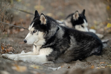 Walking with your favorite husky dogs in the park in autumn. Autumn walk in the park with your dog.