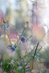 Beautiful autumn colors in Lapland Finland