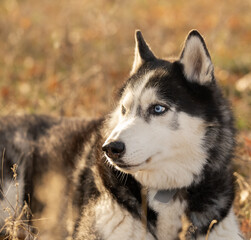 Walking with your favorite husky dogs in the park in autumn. Autumn walk in the park with your dog.