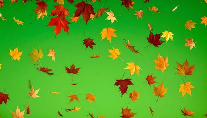 A beautiful cascade of colorful autumn maple leaves fluttering down against a vibrant green screen for chroma key compositing