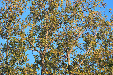 Poplar tree against a blue sky
