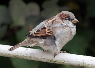  A close-up of a young male house sparrow perched on a fence in a city park on a windy summer day. The background is dark green and blurred.