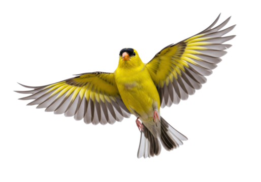 Isolated, vibrant male American goldfinch in flight spreading its wings in mid-air motion