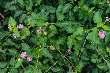A beautiful ornamental shrub lantana camara that blooms with delicate purple flowers. bright juicy green leaves. Natural botanical background.