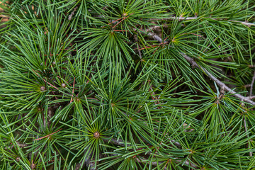 Close-up of needles and branches of cedar, gathered in bunches and having a characteristic rich green color. natural botanical background. copy space