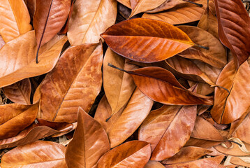 Beautiful dry natural magnolia leaves lying tightly together. Autumn natural background of brown leaves. leaf texture. A copy of the space. top view