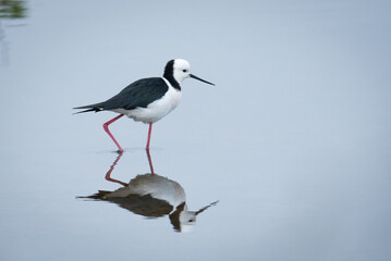 Close up of Pied stilt or Poaka wading in lake margins