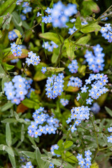 Myosotis dans une vue de dessus mélangés à de la corbeille d'argent