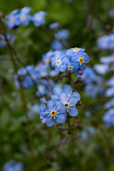 Focus sur les fleurs bleues de myosotis