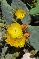 Desert prickly pear flower - Latin name - Opuntia engelmannii