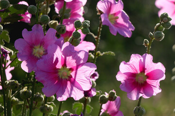 Colorful plants in a Mediterranean garden. Selective focus.