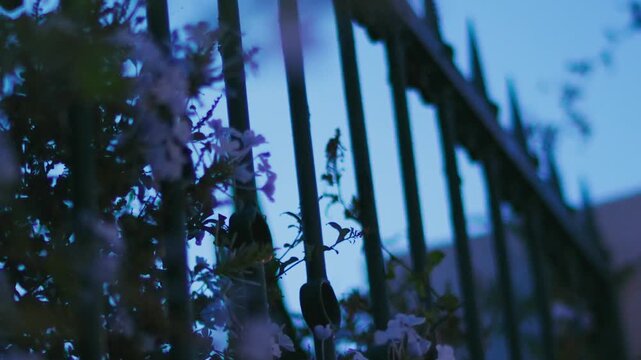 Pulling focus to reveal a flower through the fence.
