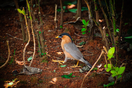 Brahminy starling