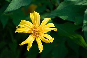 Yellow flower blossom