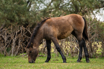 An adorable brown foal grazing peacefully in a sunlit pasture. A sweet scene of young life and natural behavior in serene surroundings.

