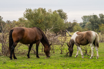 Obraz premium A mother horse and her foal grazing together side by side in a sunlit pasture. A peaceful scene of shared nourishment and family unity.