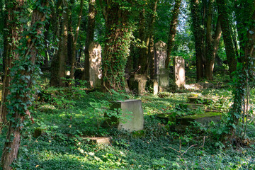 Overgrown tombstones at the old Jewish cemetery in Częstochowa, ivy-covered and mossy gravestones among trees creating atmospheric historic scenery of remembrance © Adam