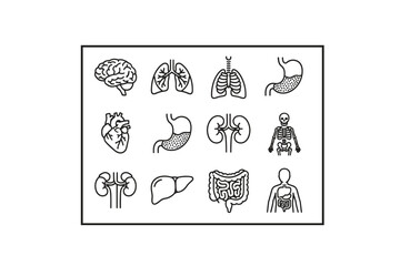 Editable anatomy line icon set with human brain, lungs, heart, stomach, kidneys, liver, intestines, and skeleton. Medical organs vector illustration collection for health and education