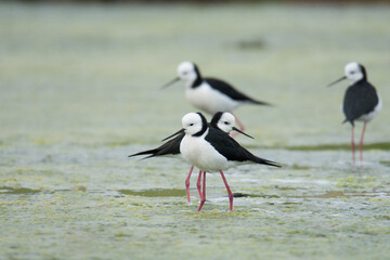 Fototapeta premium group of Pied stilt or Poaka wading in lake margins